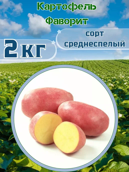 Садовник Кузя Картофель Семенной Фаворит, красный