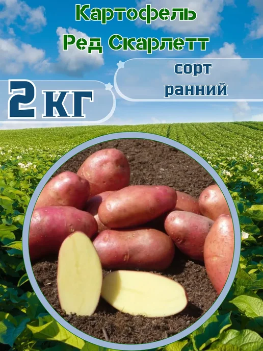 Садовник Кузя Картофель Семенной Ред Скарлет 2кг, 2 кг, фото 2