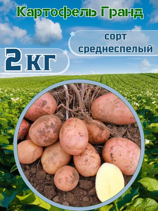Садовник Кузя Картофель Семенной Гранд 2кг, 2 кг