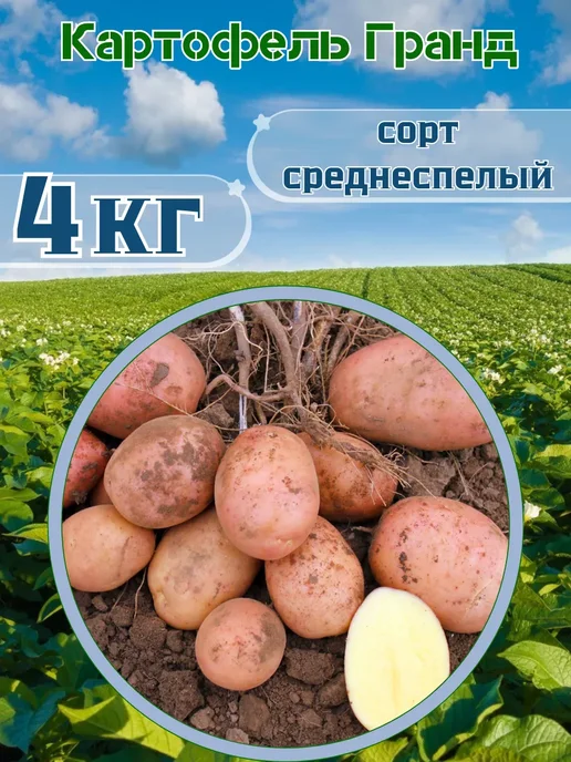 Садовник Кузя Картофель Семенной Гранд 2кг, красный, фото 2