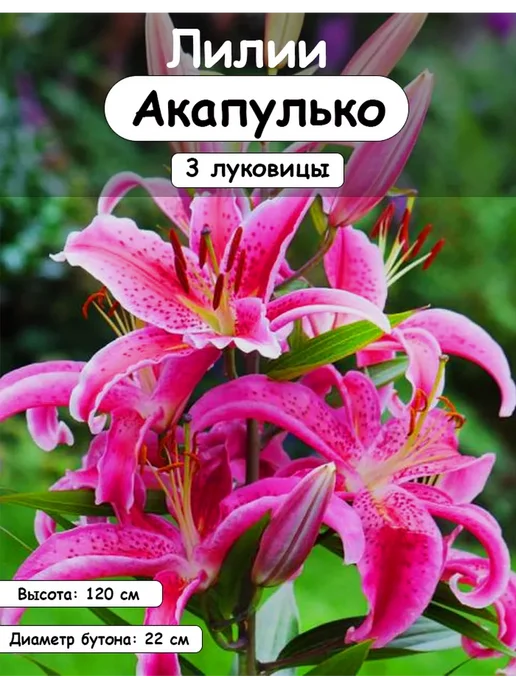 Лилии луковицы многолетние Лайон Харт, 3 шт