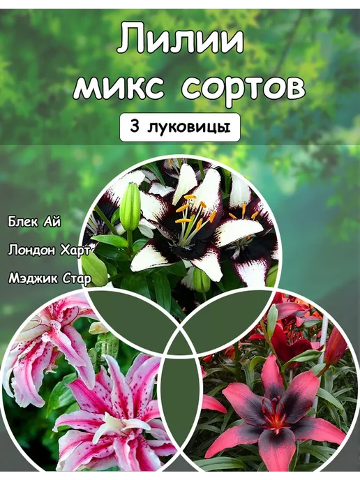 Лилии луковицы многолетние Лайон Харт, белый