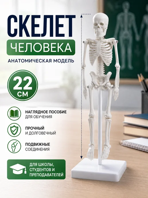 Zeriazor Анатомическая модель скелета человека 22 см, вариант