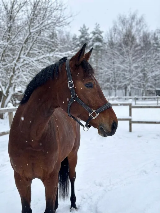 Кожаный недоуздок GALANT HorsePlanet, черный, фото 2
