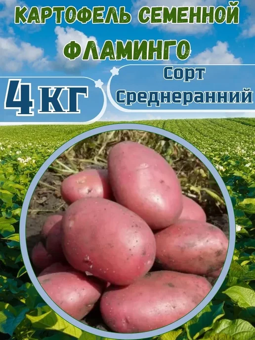 Садовник Кузя Картофель семенной Фламинго, вариант, фото 2