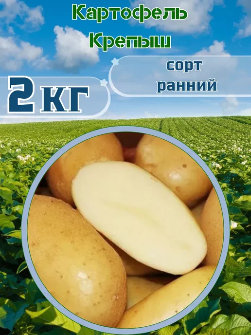Садовник Кузя Картофель Семенной Крепыш 2 кг, 2 кг, фото 2