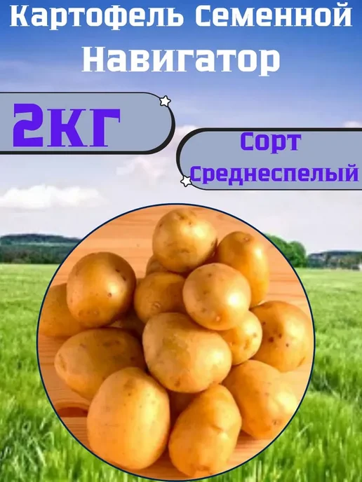 Садовник Кузя Картофель семенной Навигатор, желтый, фото 2