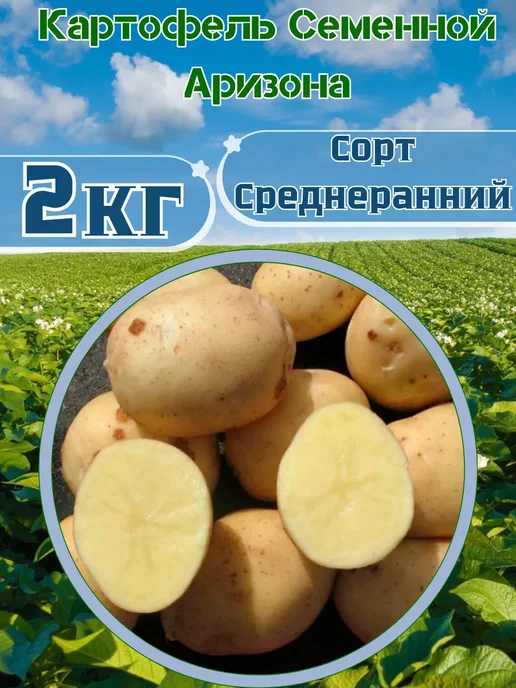 Садовник Кузя Картофель Семенной Аризона, желтый, фото 2