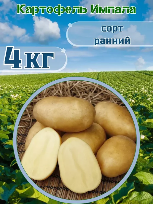 Садовник Кузя Картофель Семенной Импала, желтый