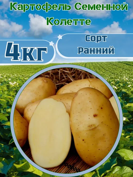 Садовник Кузя Картофель Семенной Колетте 2кг, 4 кг