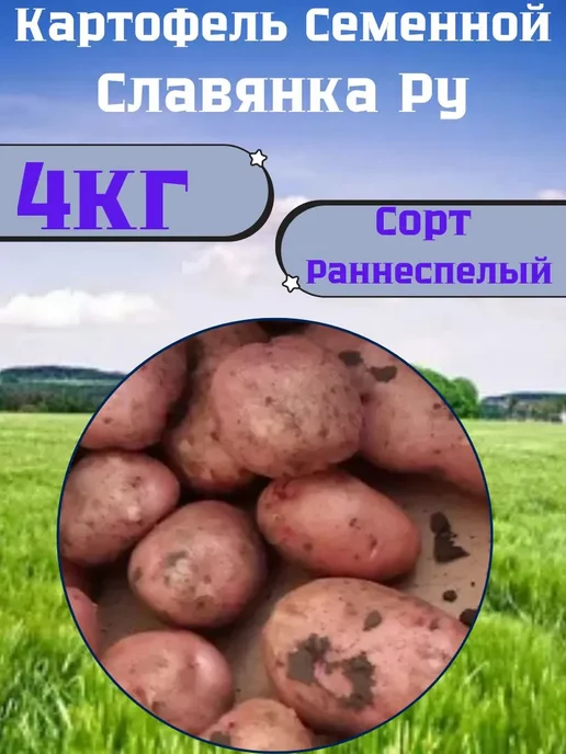 Садовник Кузя Семенной картофель Славянка Ру, 4 кг, 4 кг, фото 2