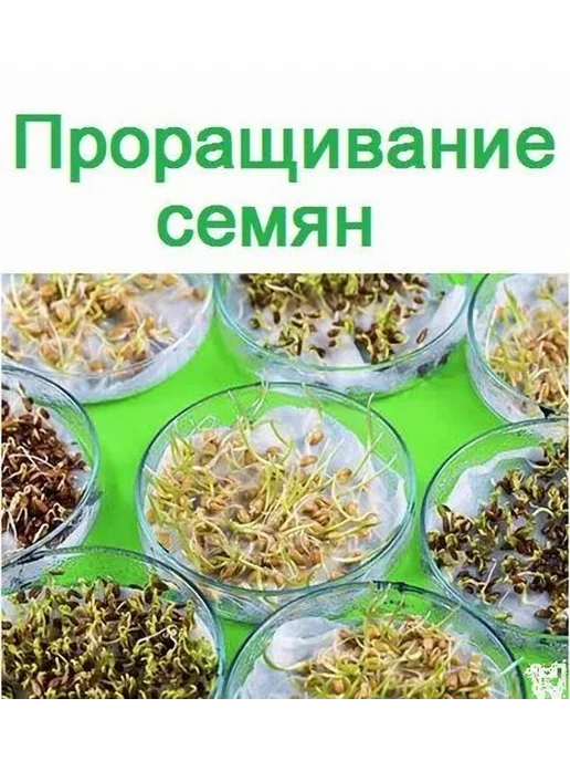 Набор для выращивания Прозрачный, прозрачный