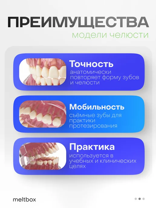 meltbox Стоматологическая модель челюсти со съемными зубами, вариант, фото 2