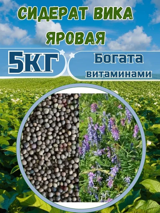 Садовник Кузя Семена Вика яровая, вариант, фото 2