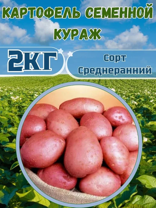 Садовник Кузя Семенной картофель Кураж, красный