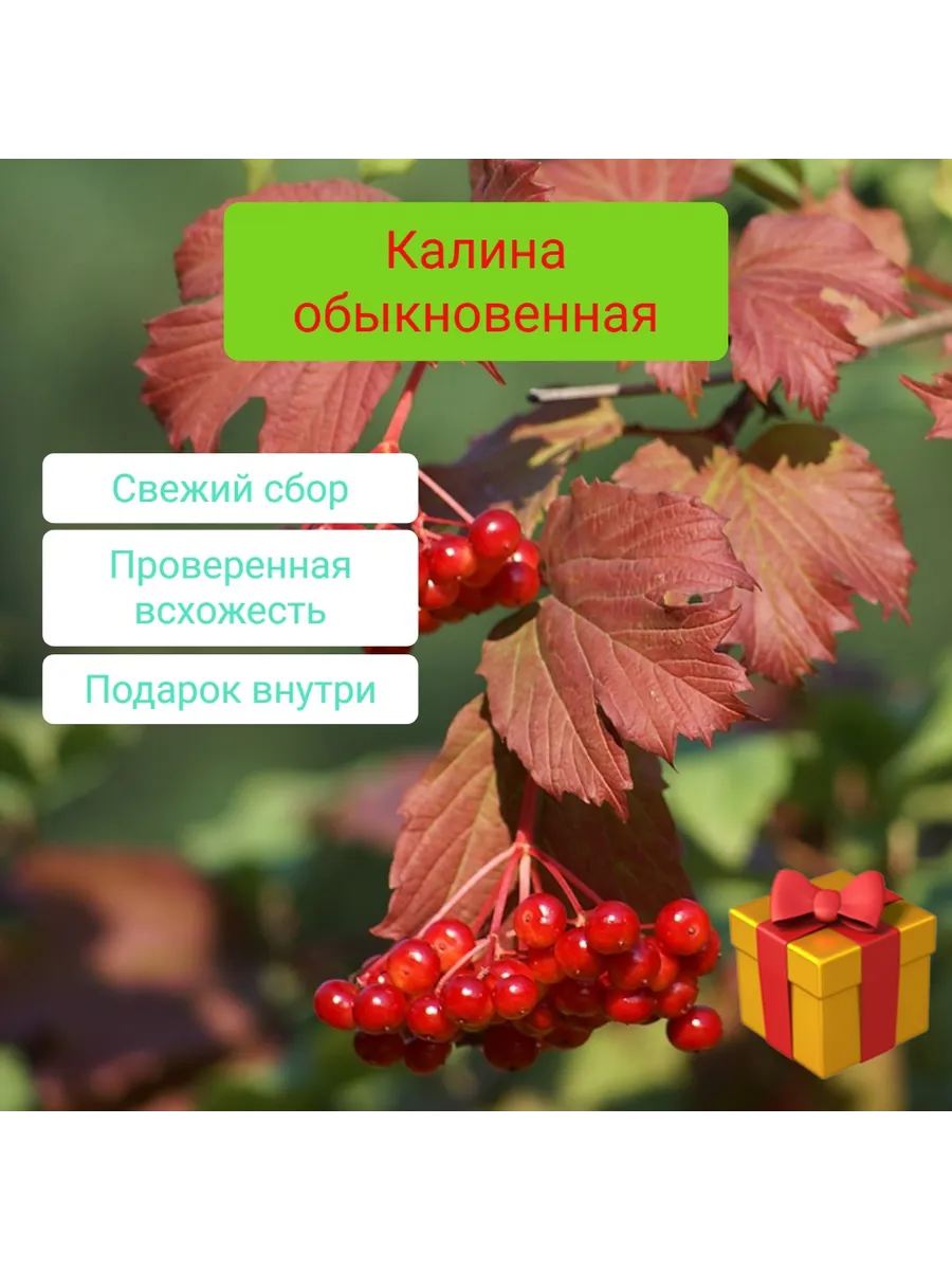 Семена калины обыкновенной 20 шт+подарок