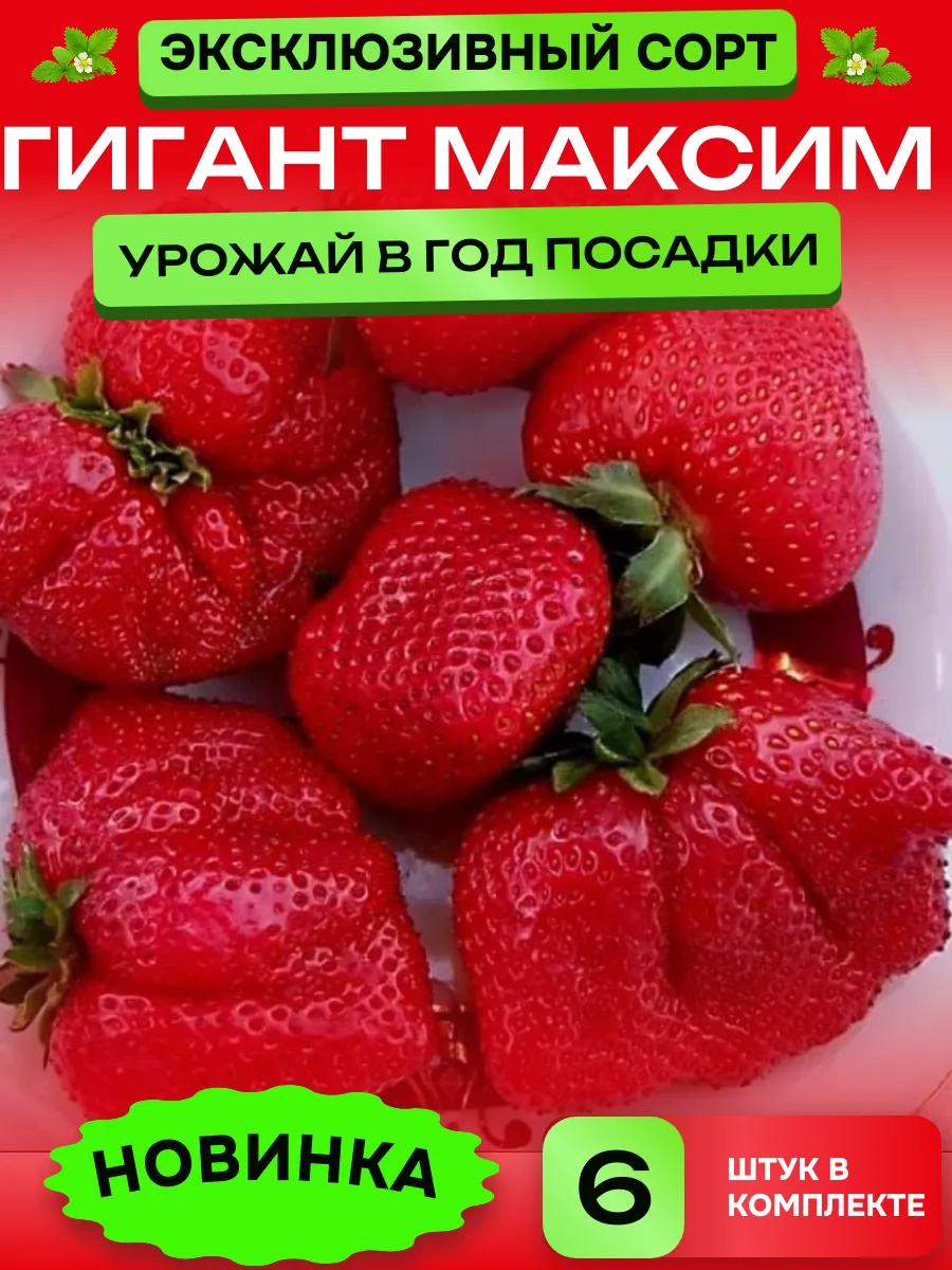 Саженцы клубники сорт Гигант Максим