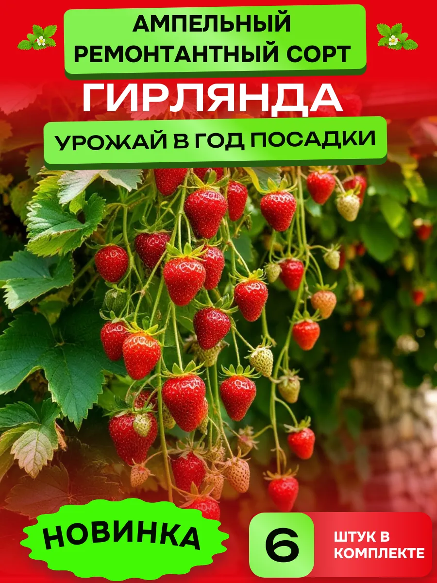 Саженцы клубники сорт Гирлянда