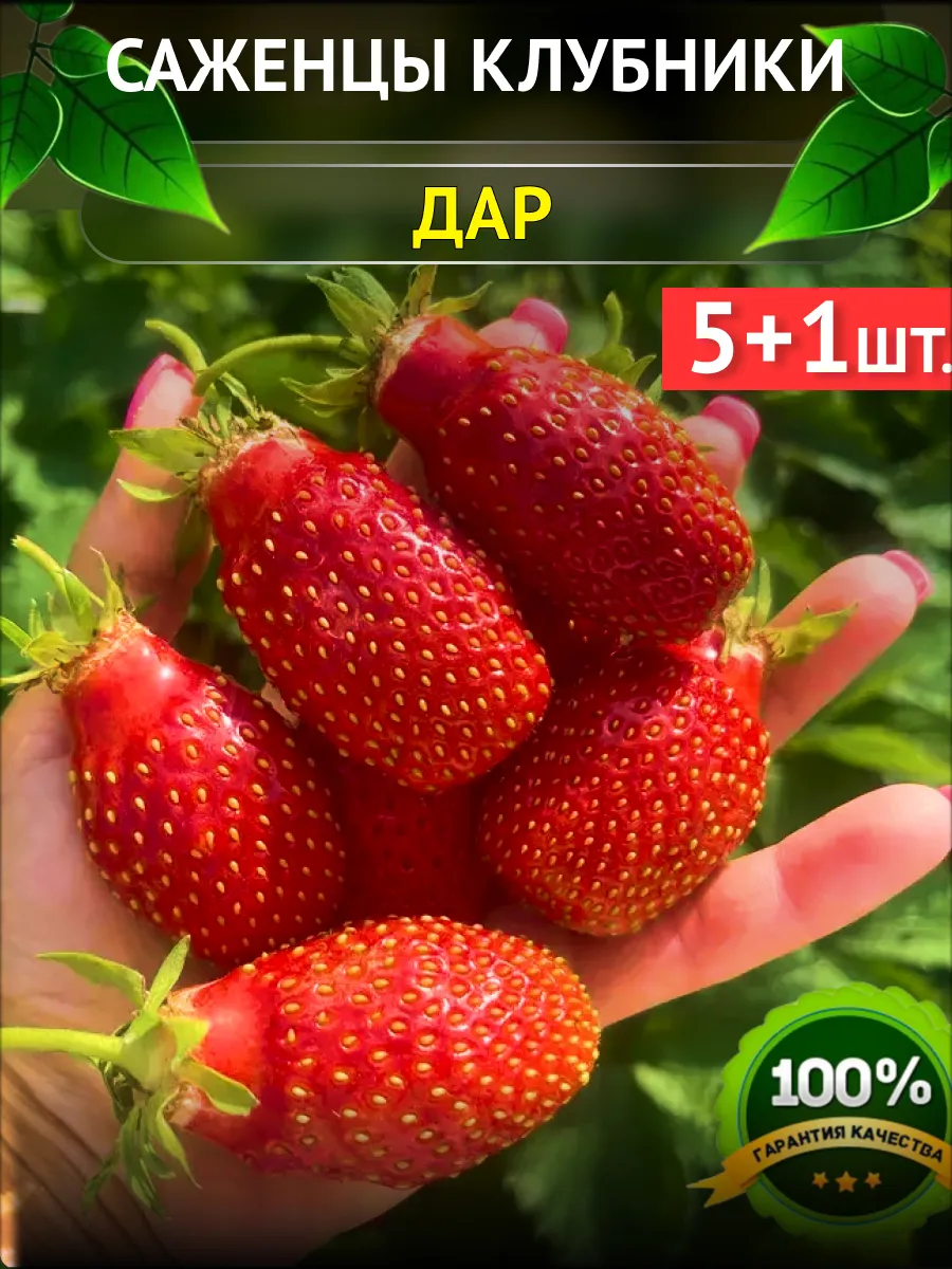 Саженцы Клубники Рассада