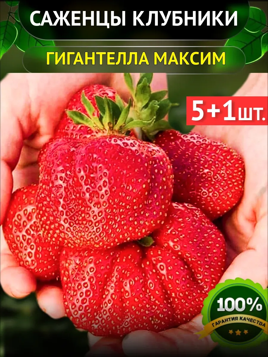 Саженцы Клубники Рассада