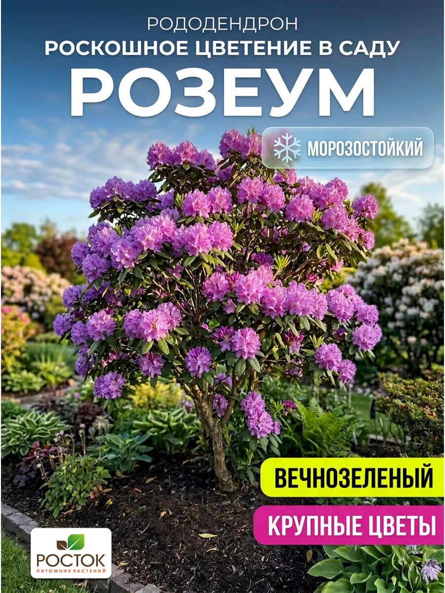 Рододендрон вечнозеленый саженец Розеум