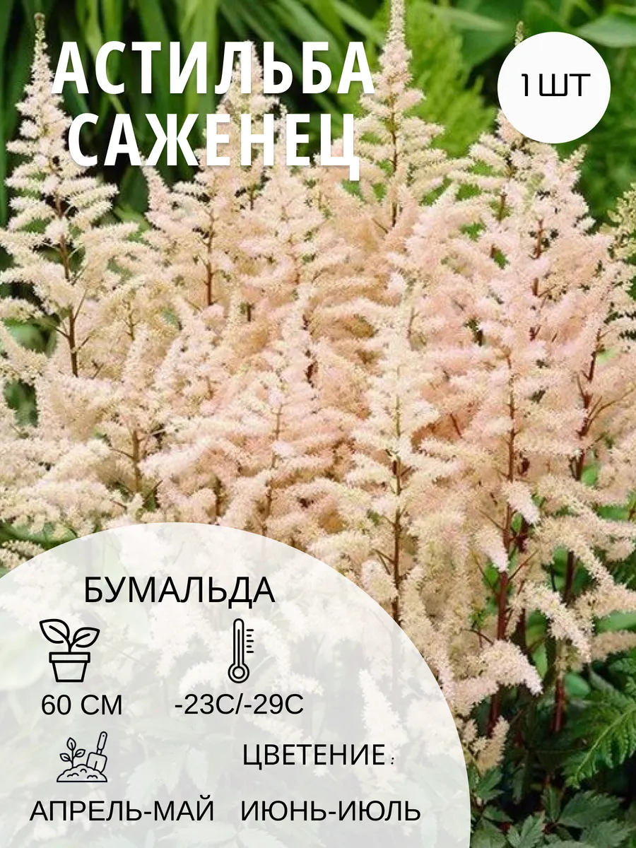 Астильба многолетняя, морозостойкие саженцы цветов для сада