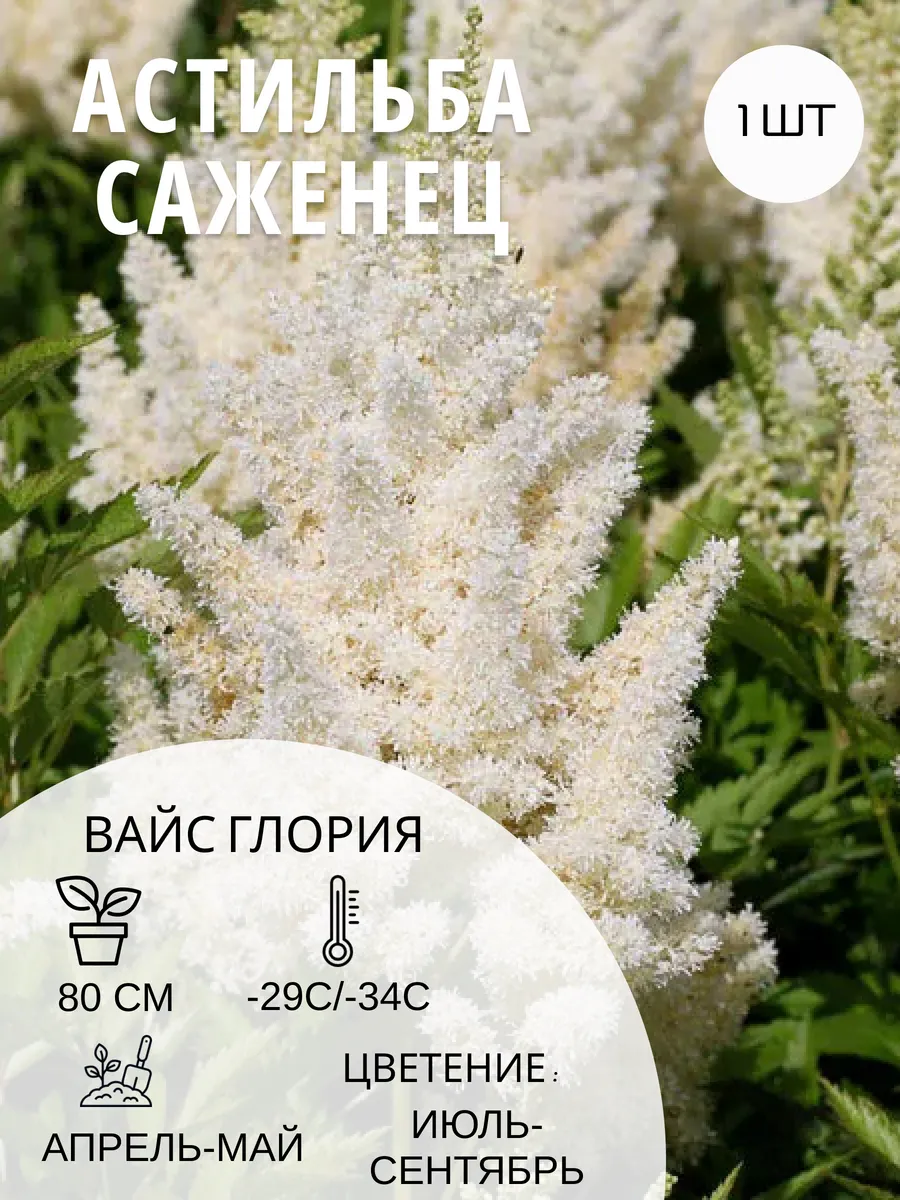 Астильба многолетняя, морозостойкие саженцы цветов для сада