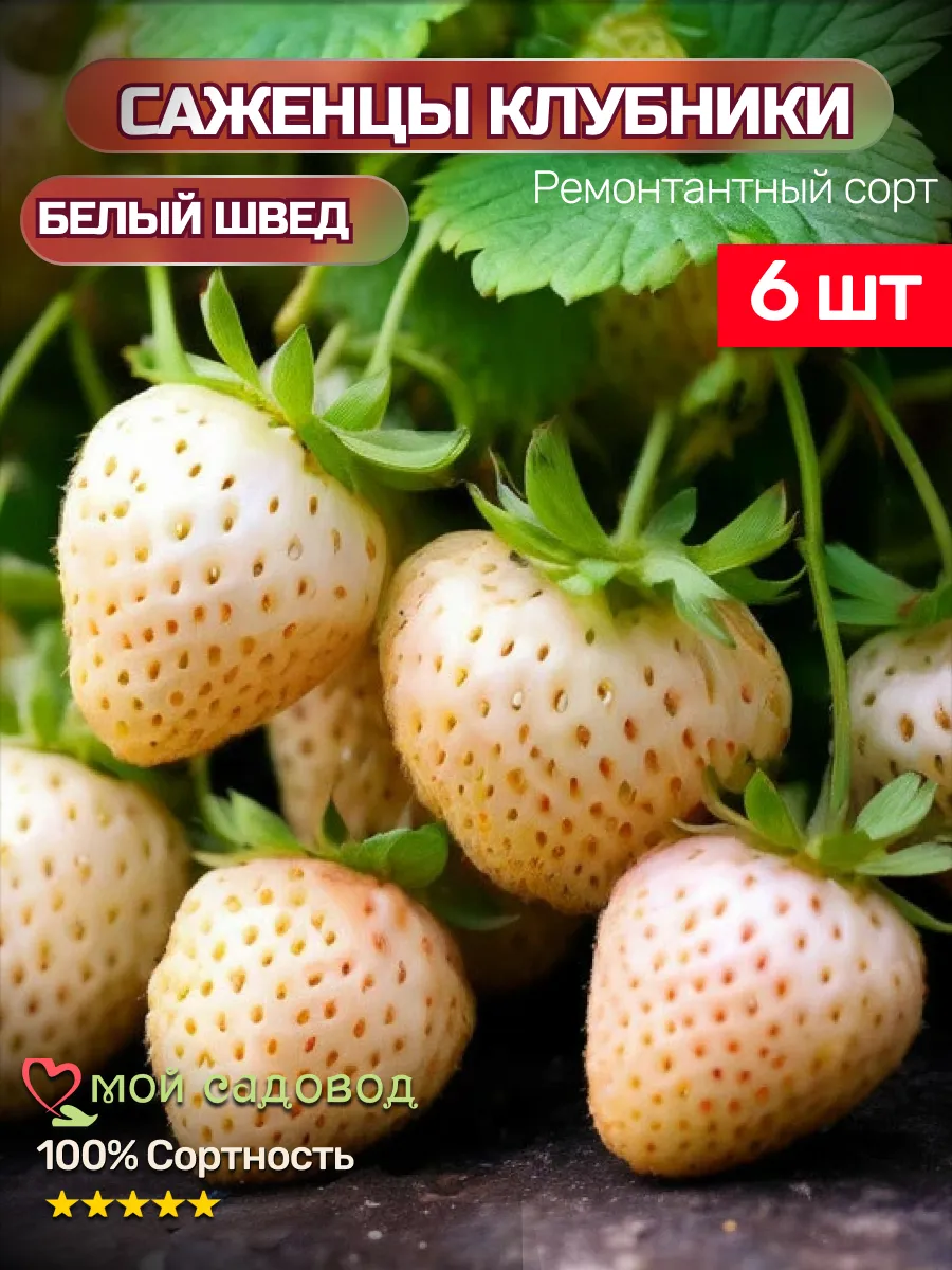 Клубника Саженцы Рассада