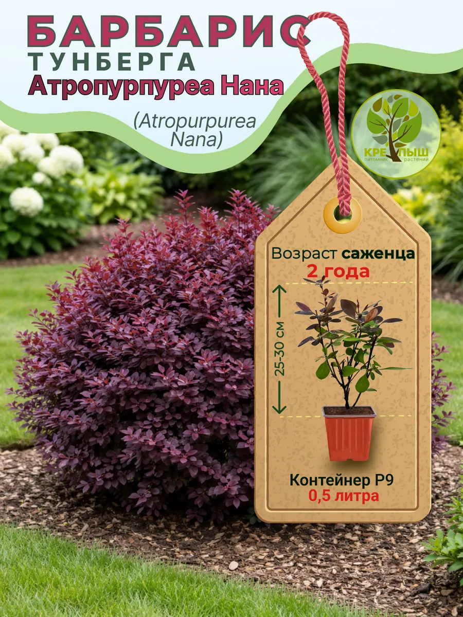 Барбарис Тунберга Атропурпуреа Нана