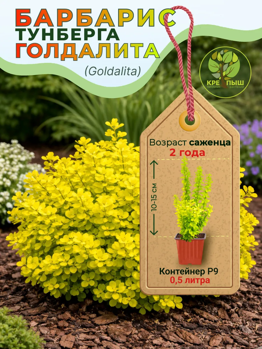 Барбарис Тунберга Голдалита