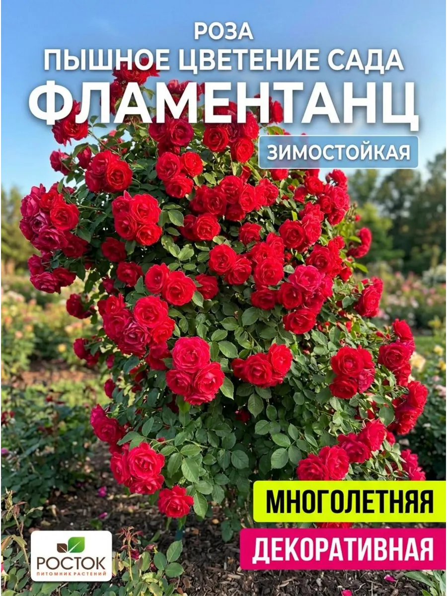 Роза многолетняя саженцы плетистая Фламентанц