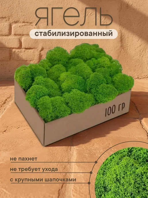 Вечный мох Пропитанный стабилизированный мох в подарок коллеге, вариант