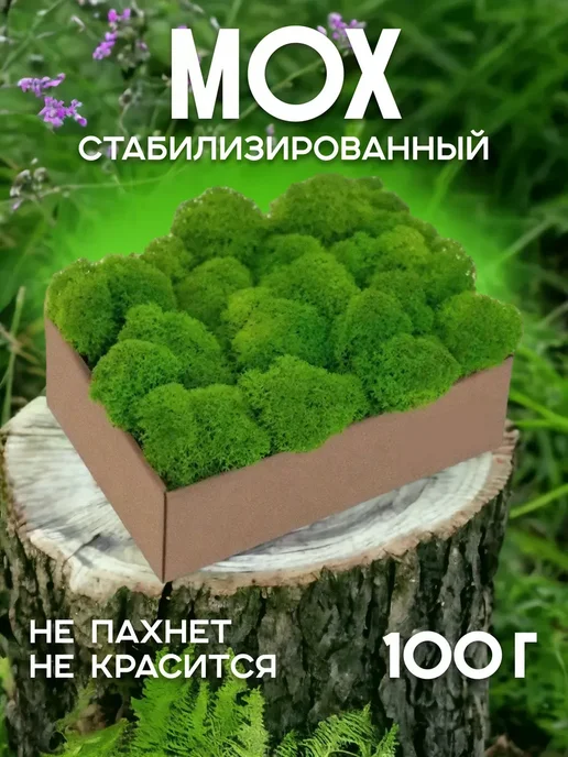 Вечный мох Пропитанный стабилизированный мох в прихожую, вариант