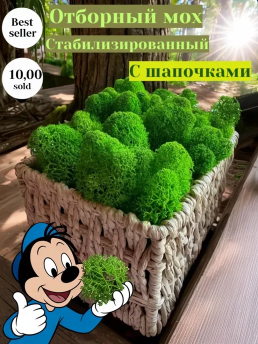 Декор для дома мох Мох сфагнум для бизнес образовательного коучу 100гр мох, 100 г, фото 5