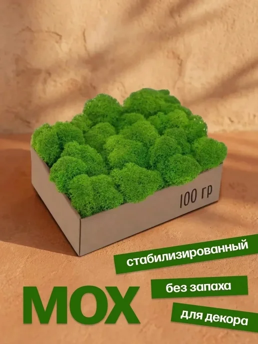 Мох декоративный в кашпо на стену Чистый стабилизированный мох для прихожей, вариант