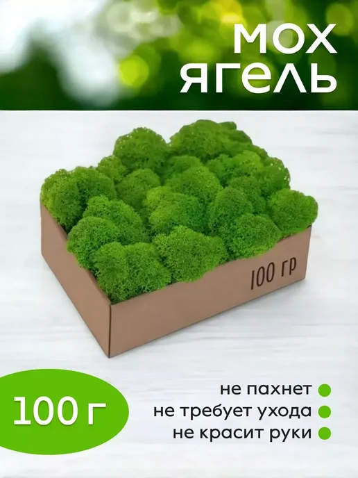 Мох стабилизированный Тундровый стабилизированный мох на новоселье, вариант