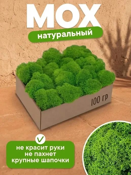 Мох декоративный в кашпо на стену Свежий стабилизированный мох для кухни, вариант