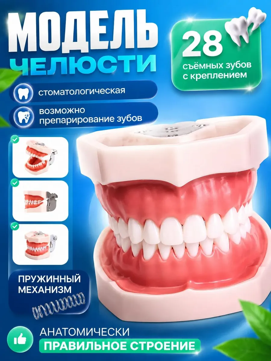 Стоматологическая модель челюсти 28Dent