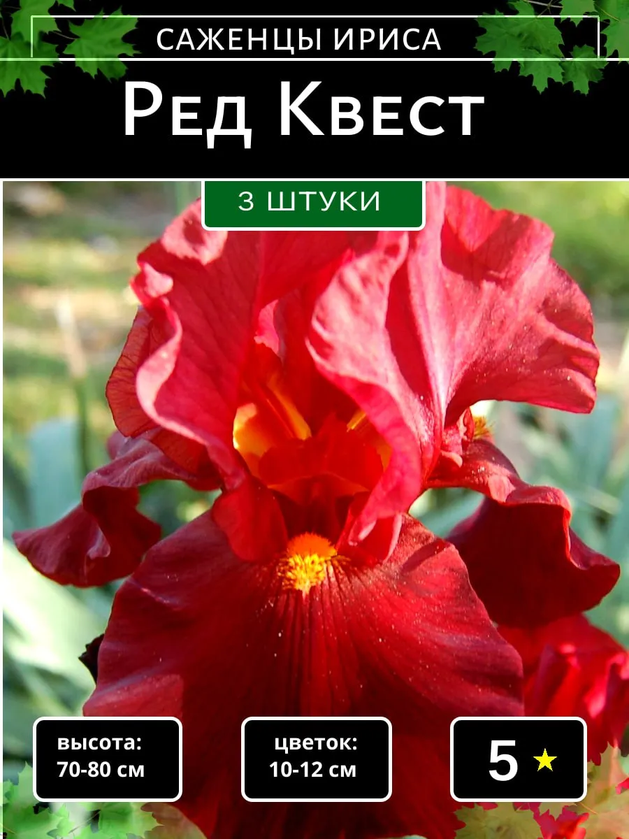 Ирис саженец,корневище Ред Квест