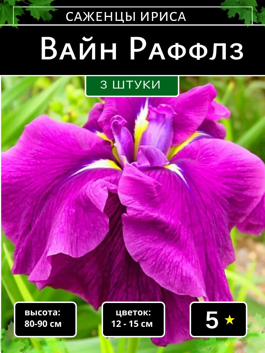 Ирис саженцы корневище Вайн Раффлз