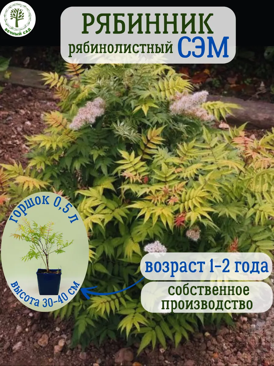 Рябинник рябинолистный Сэм