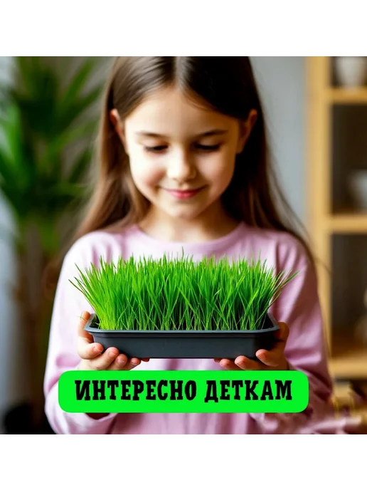 трава для кошек-для проращивания, вариант, фото 5