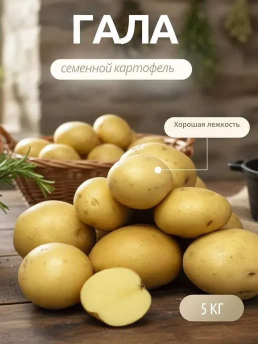 Семенной картофель на посадку Гала 5 кг, 5 кг, фото 2