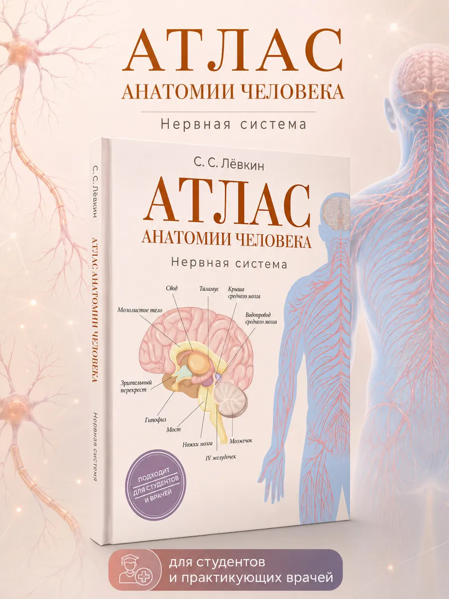 Атлас анатомии человека. Нервная система