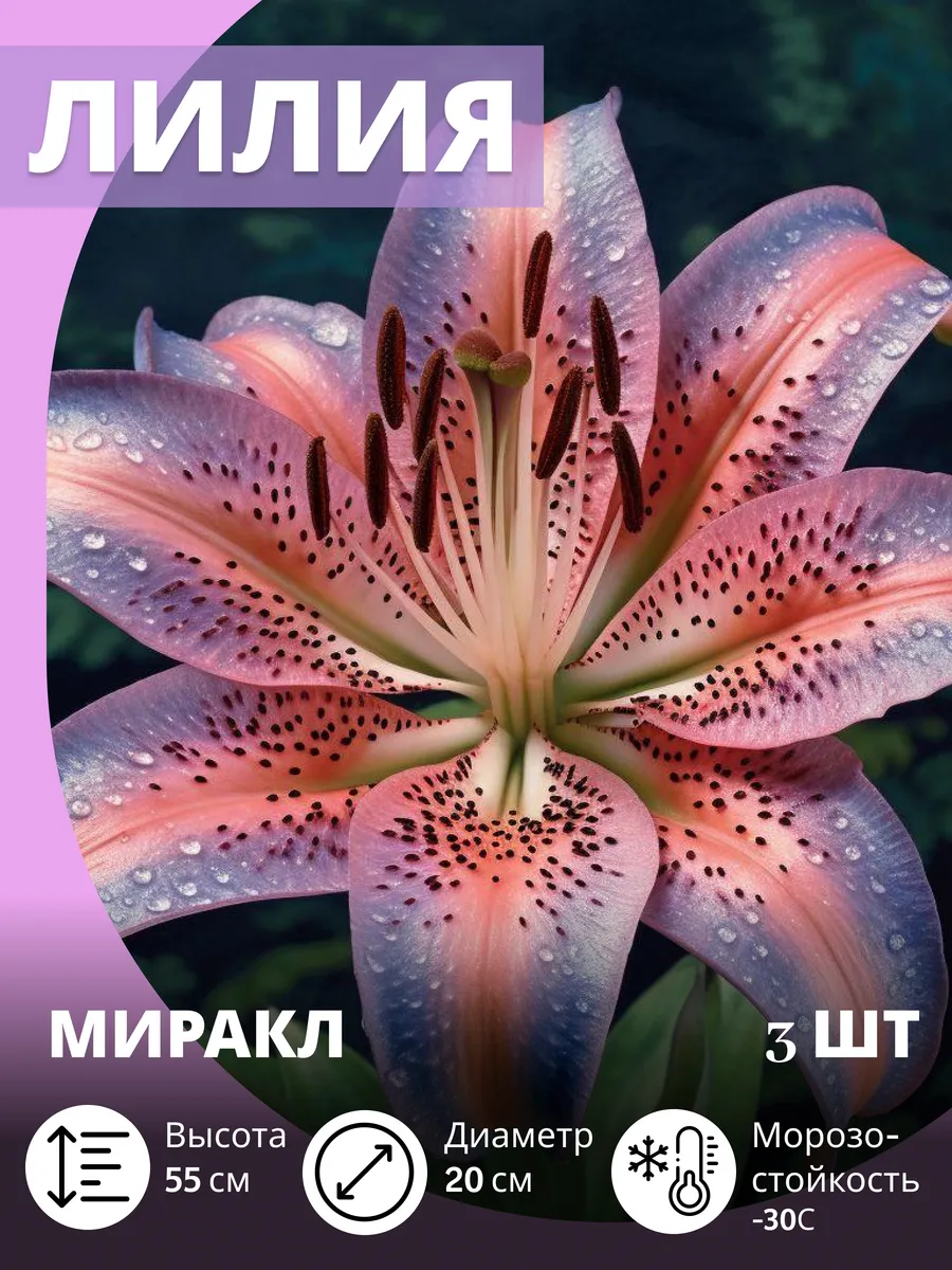 Лилия луковицы, многолетние морозостойкие цветы 3 шт