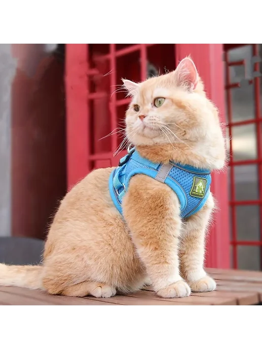 Набор ошейник и поводок для кошек Р XL Цв Sea Blue, синий