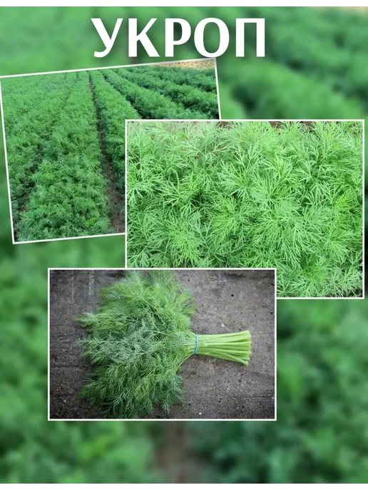 Агрофирма Партнер Семена укропа Кулинар, Грибовский, 2 шт, фото 5