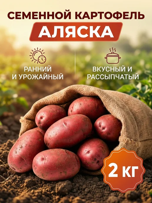 Картофель семенной на посадку сорт Аляска, 2 кг, 2 кг