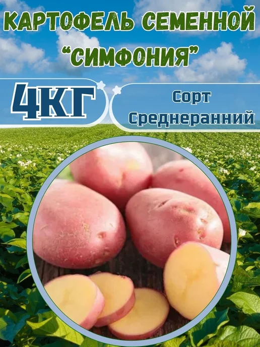 Садовник Кузя Картофель семенной Симфония, красный