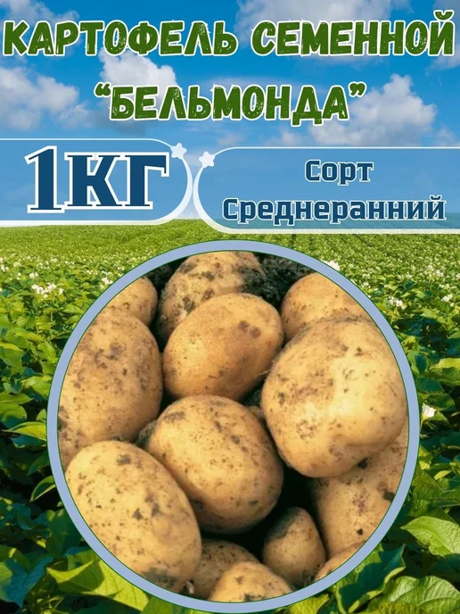 Садовник Кузя Картофель семенной Бельмонда, желтый, фото 2